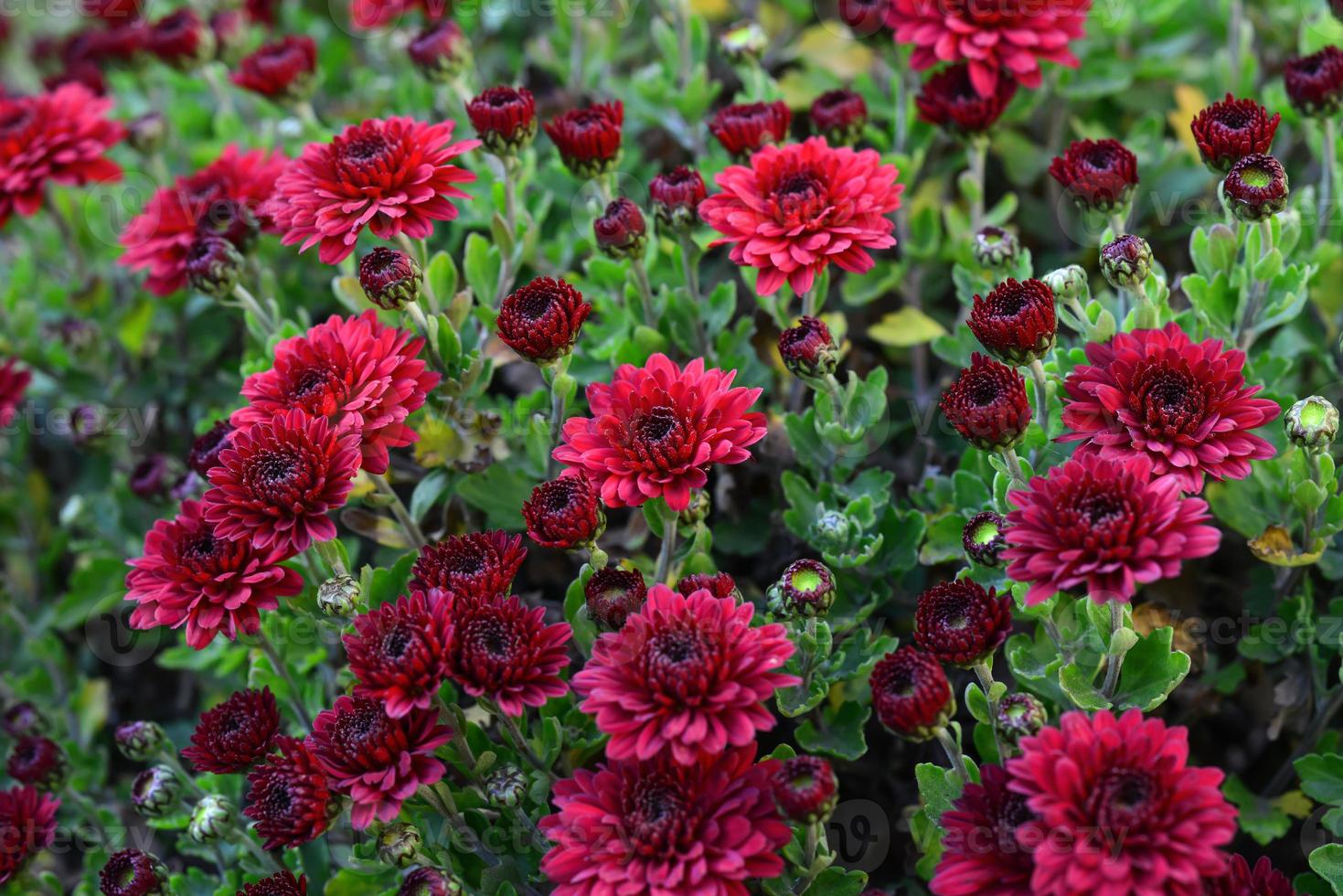 Autumn Red burgundy chrysanthemum perennial flowers close up outdoors photo