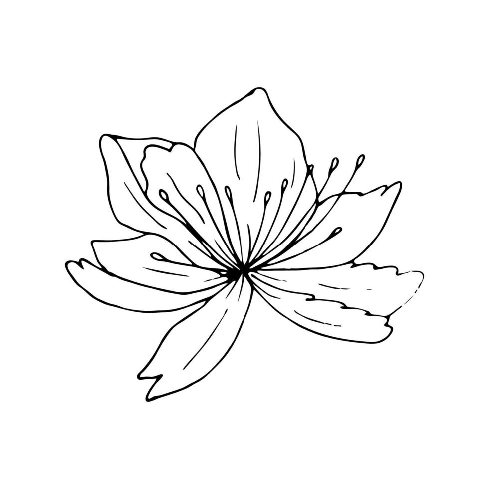 Lily flower line art. Vector black outline illustration isolated on white background. Sketch drawing. Floral linear pattern