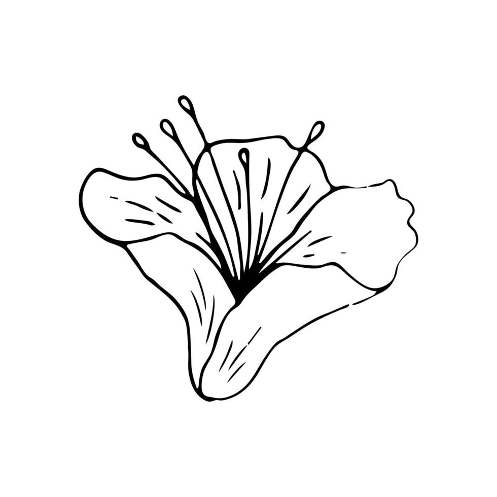 Lily flower line art. Vector black outline illustration isolated on white background. Sketch drawing. Floral linear pattern