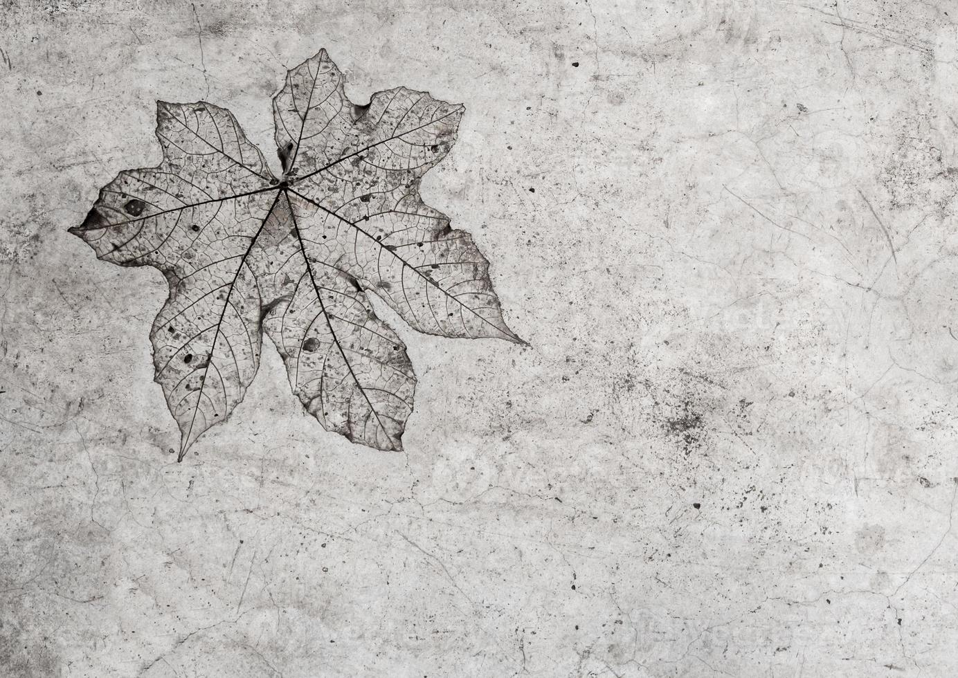 textura de hoja en piso de concreto foto