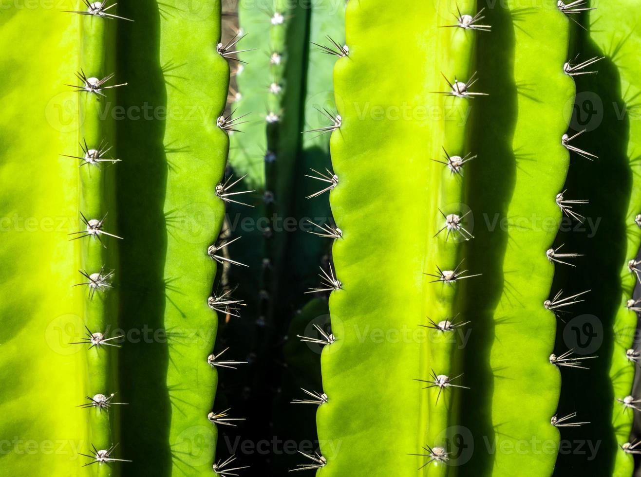 Fondo verde de tallos regordetes y espinas puntiagudas de cactus cereus peruvianus foto