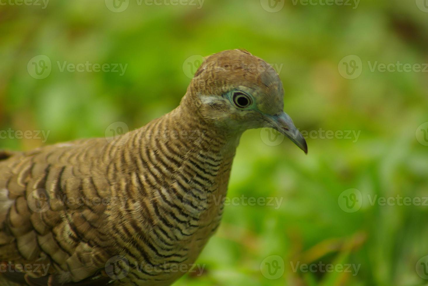 Zebra Dove close up photo