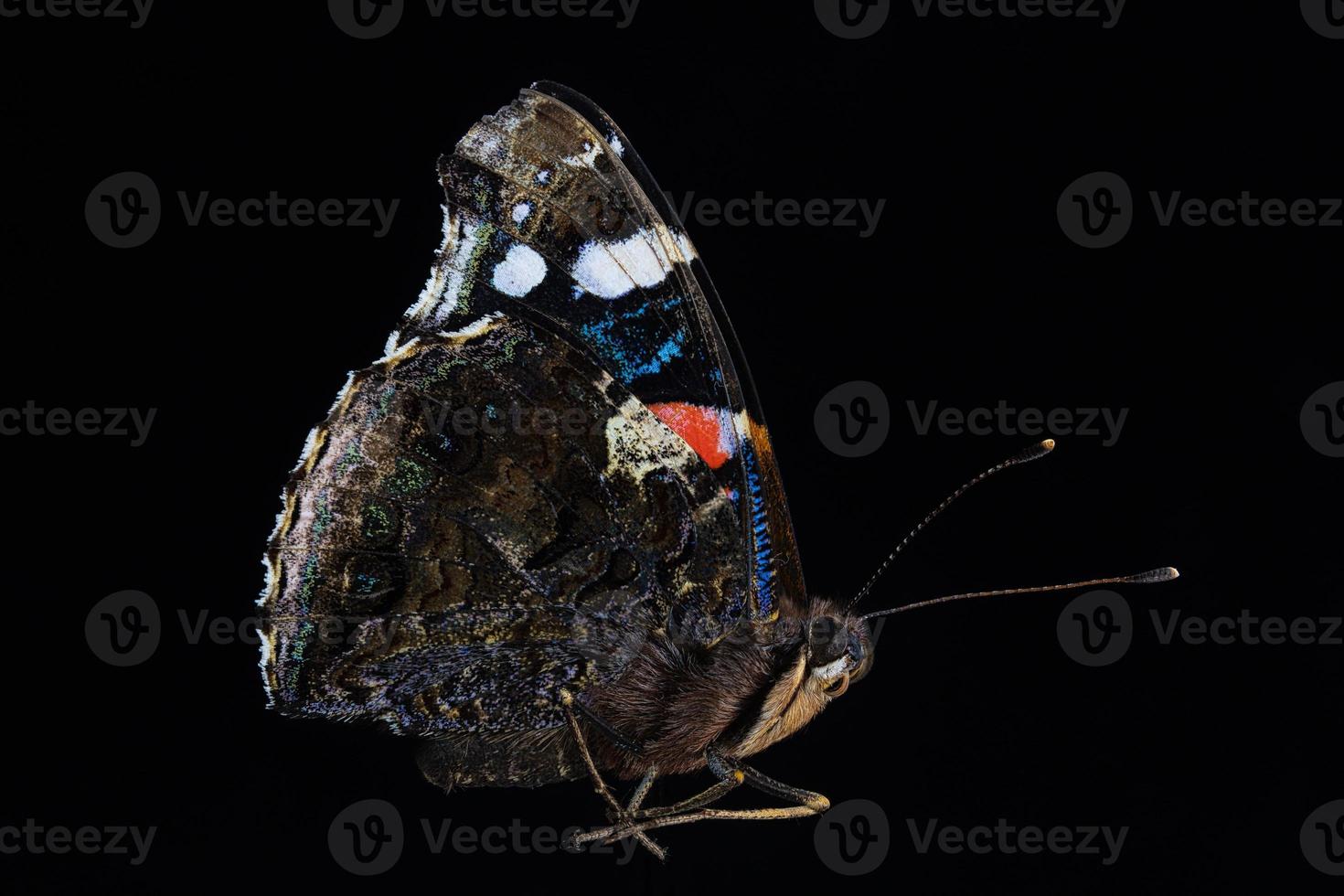 Portrait of a butterfly with colorful wings photo