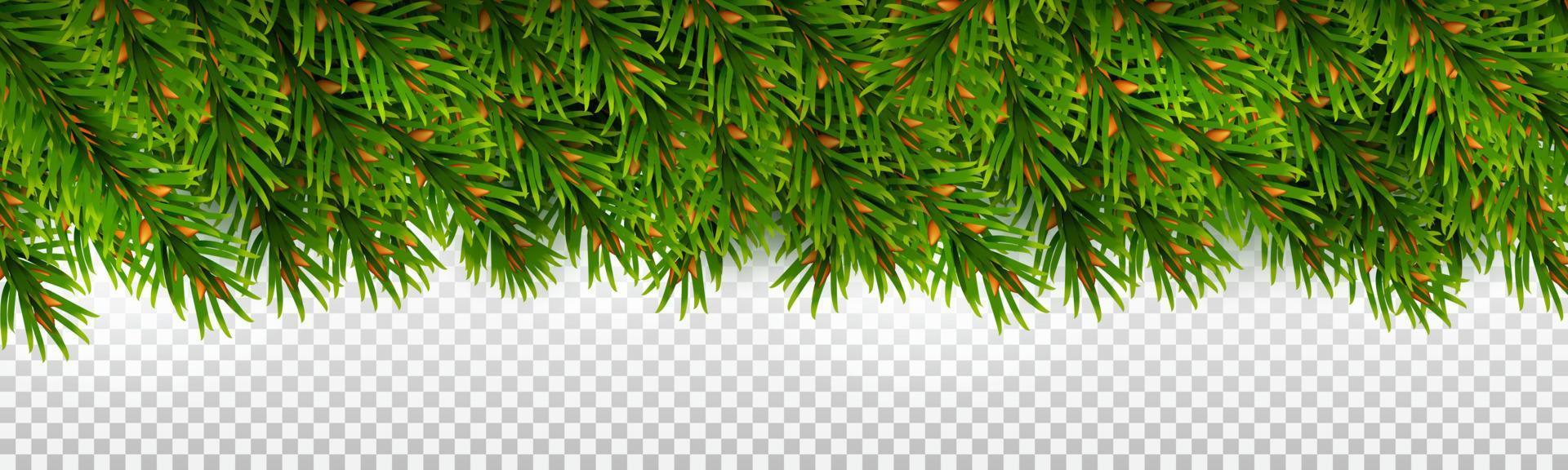 borde horizontal de ramas de abeto de hoja perenne. para decoraciones navideñas y diseños de tarjetas de felicitación. vector