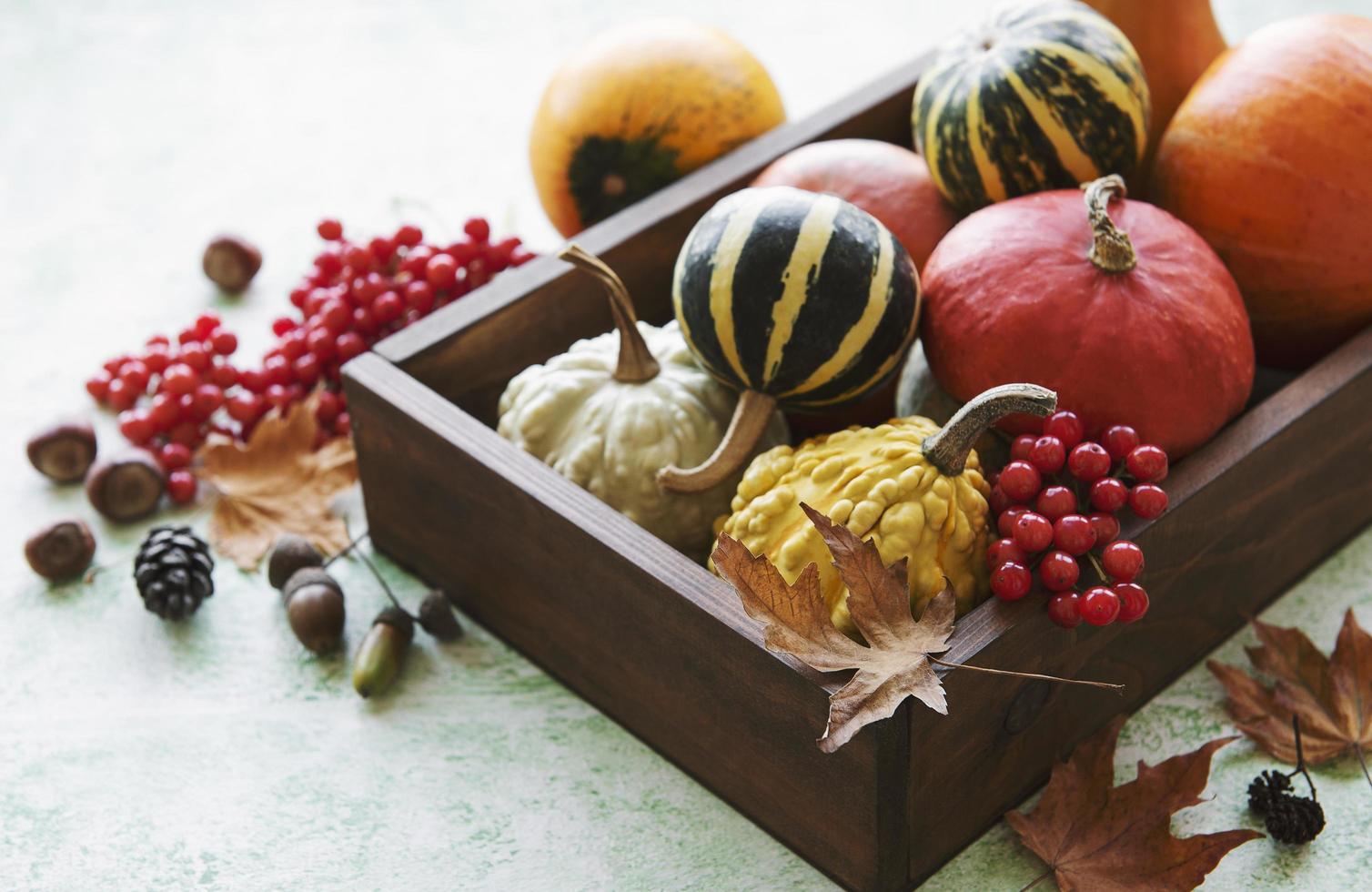 Autumn composition with assorted pumpkins photo