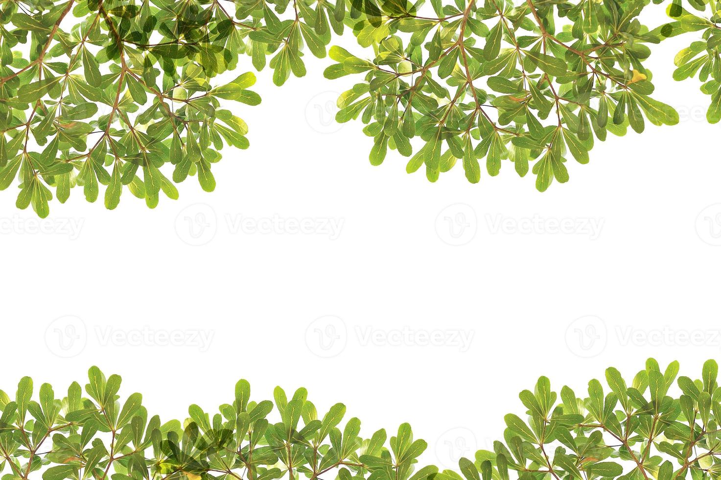 panoramic Green leaves on white background photo