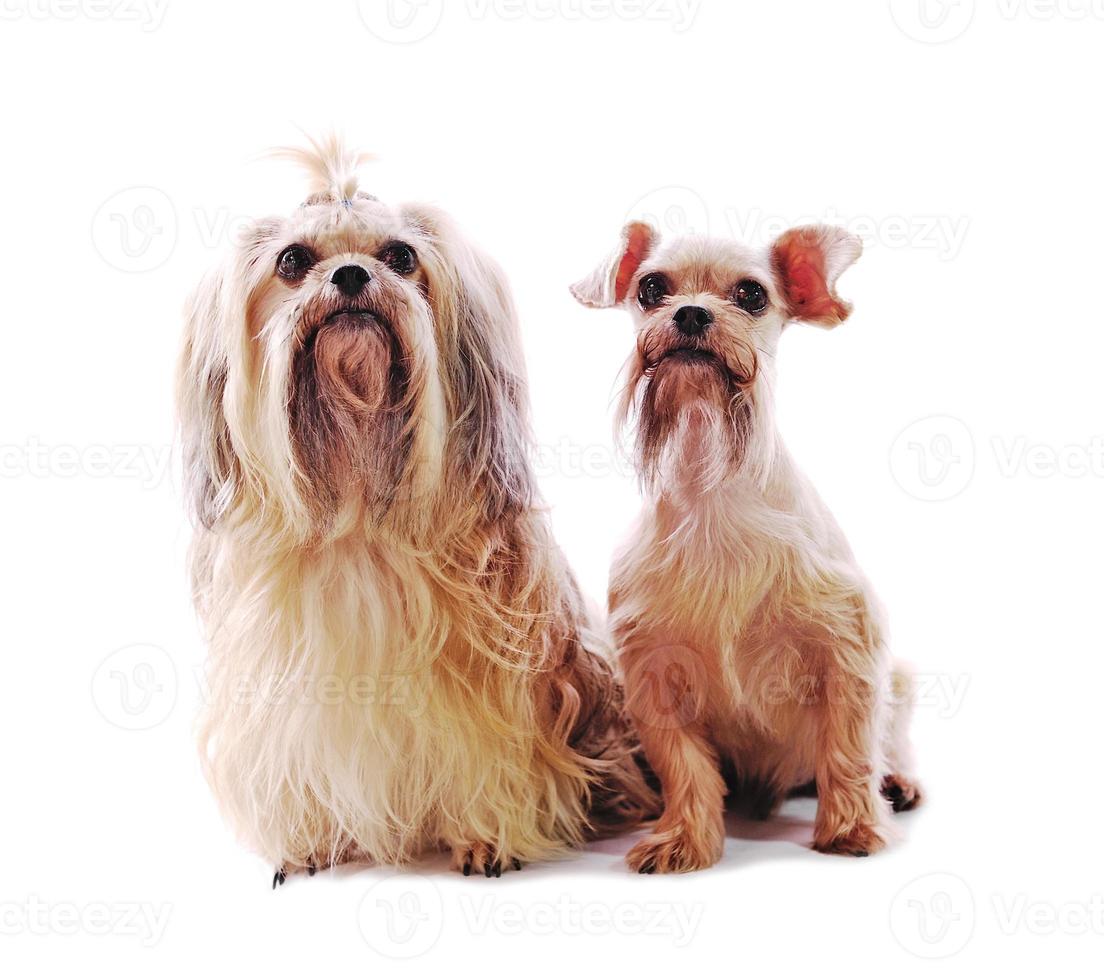 Shih Tzu dog in studio on a white background photo