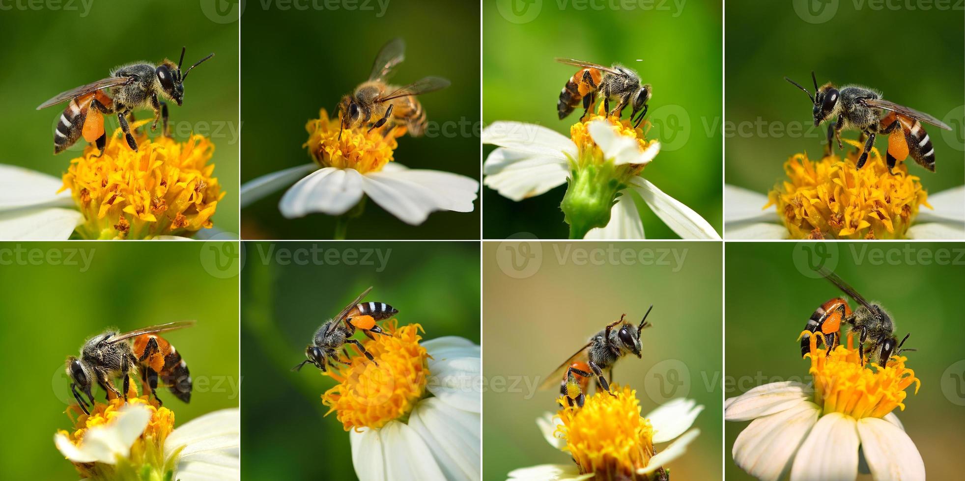 cerrar abejas en flor foto