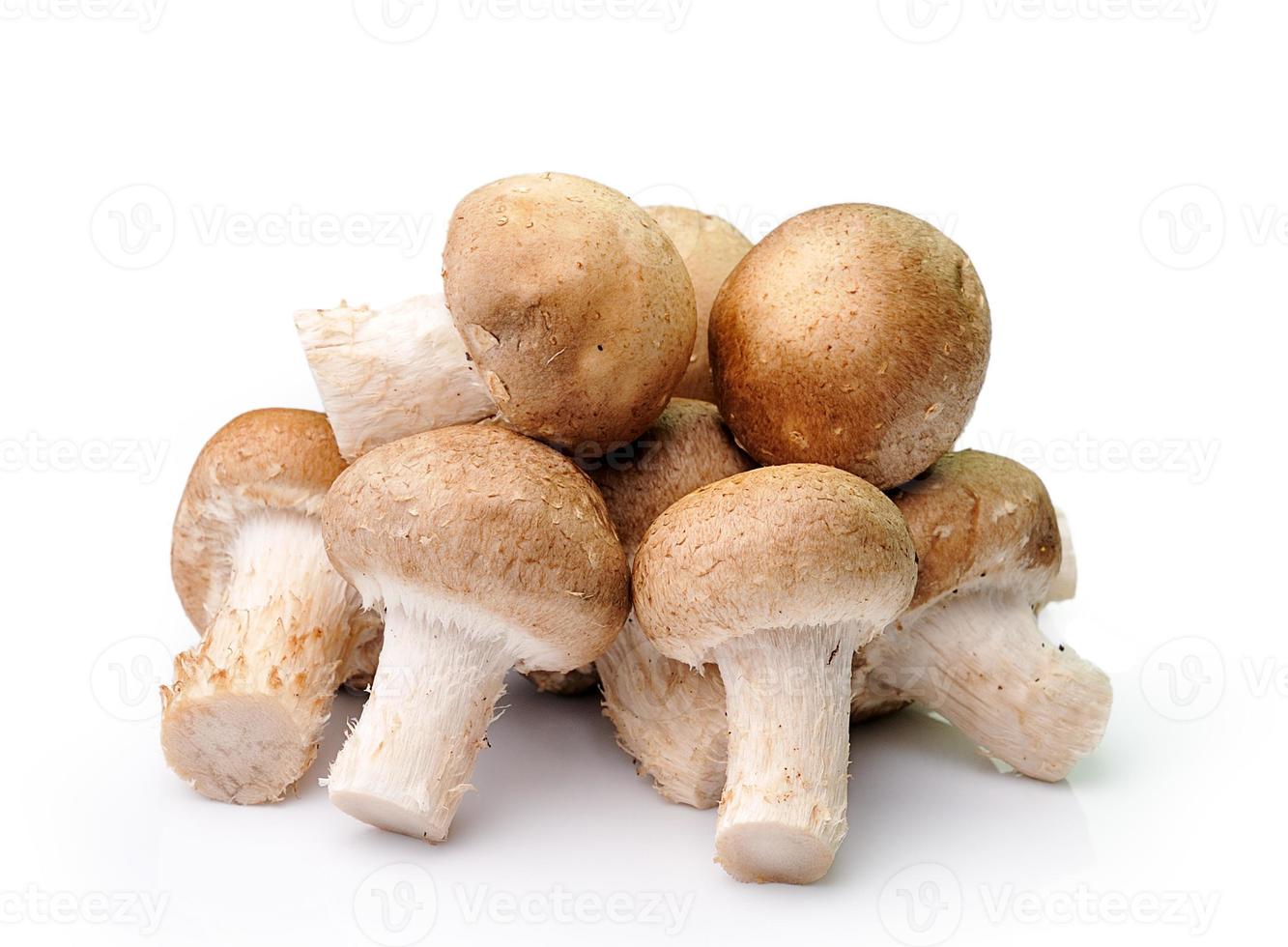 mushroom isolated on white background photo