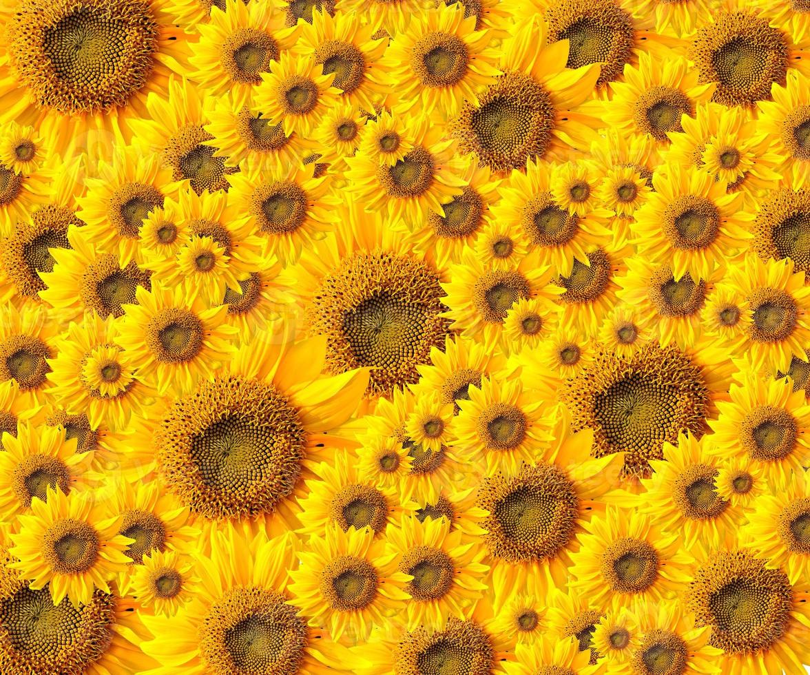 beautiful yellow Sunflower petals photo