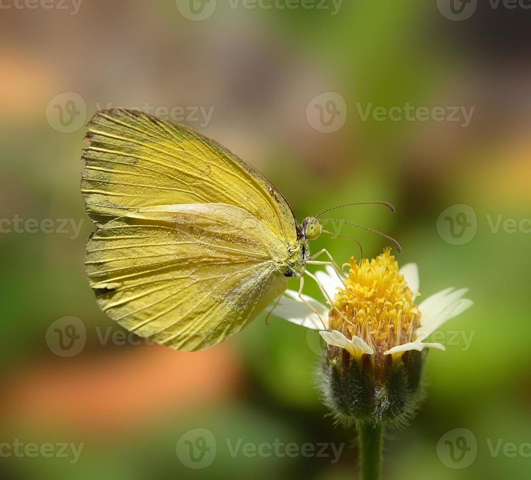 mariposa amarilla en flor en el jardín foto