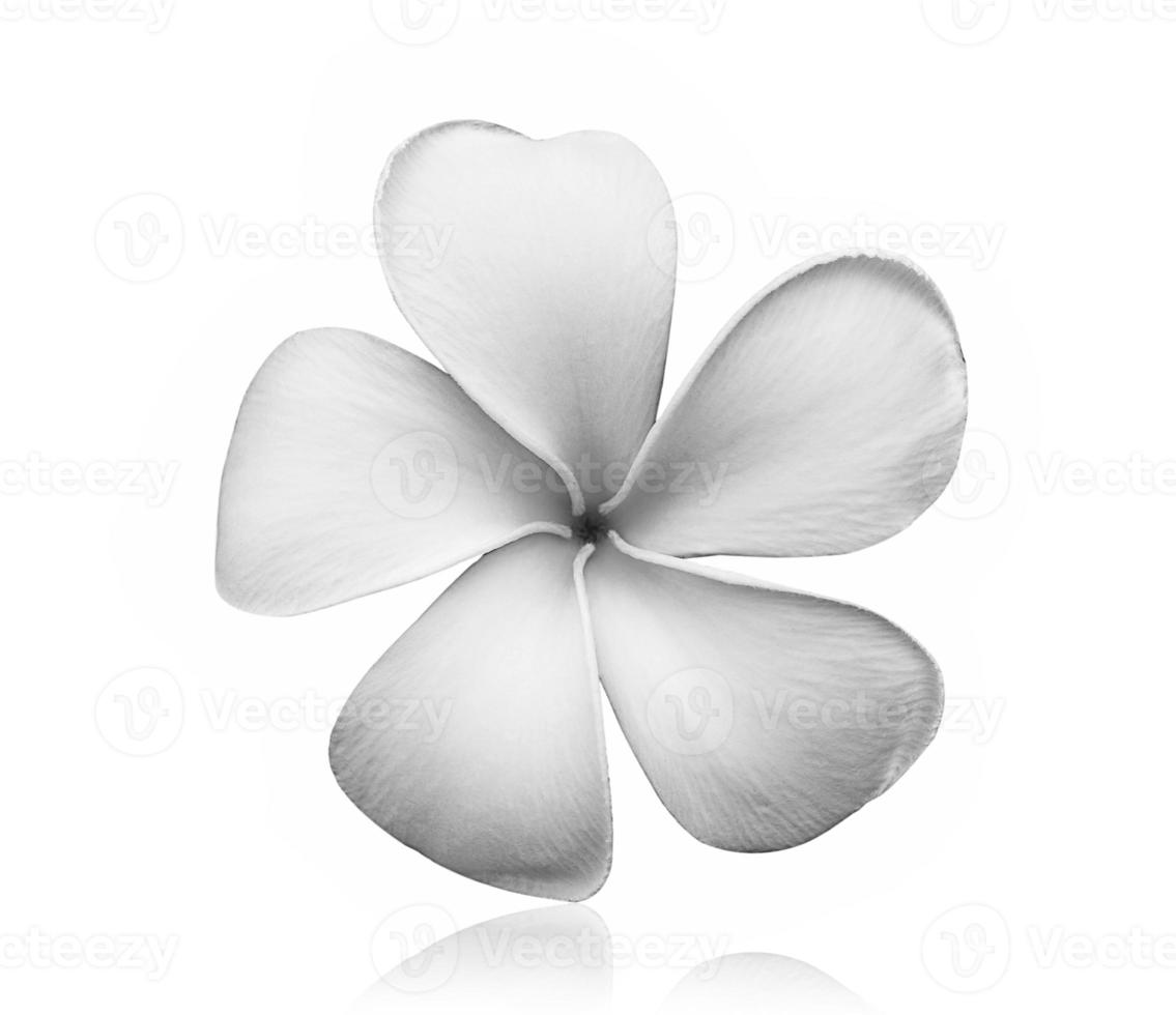 black and white Frangipani flower isolated on white background photo
