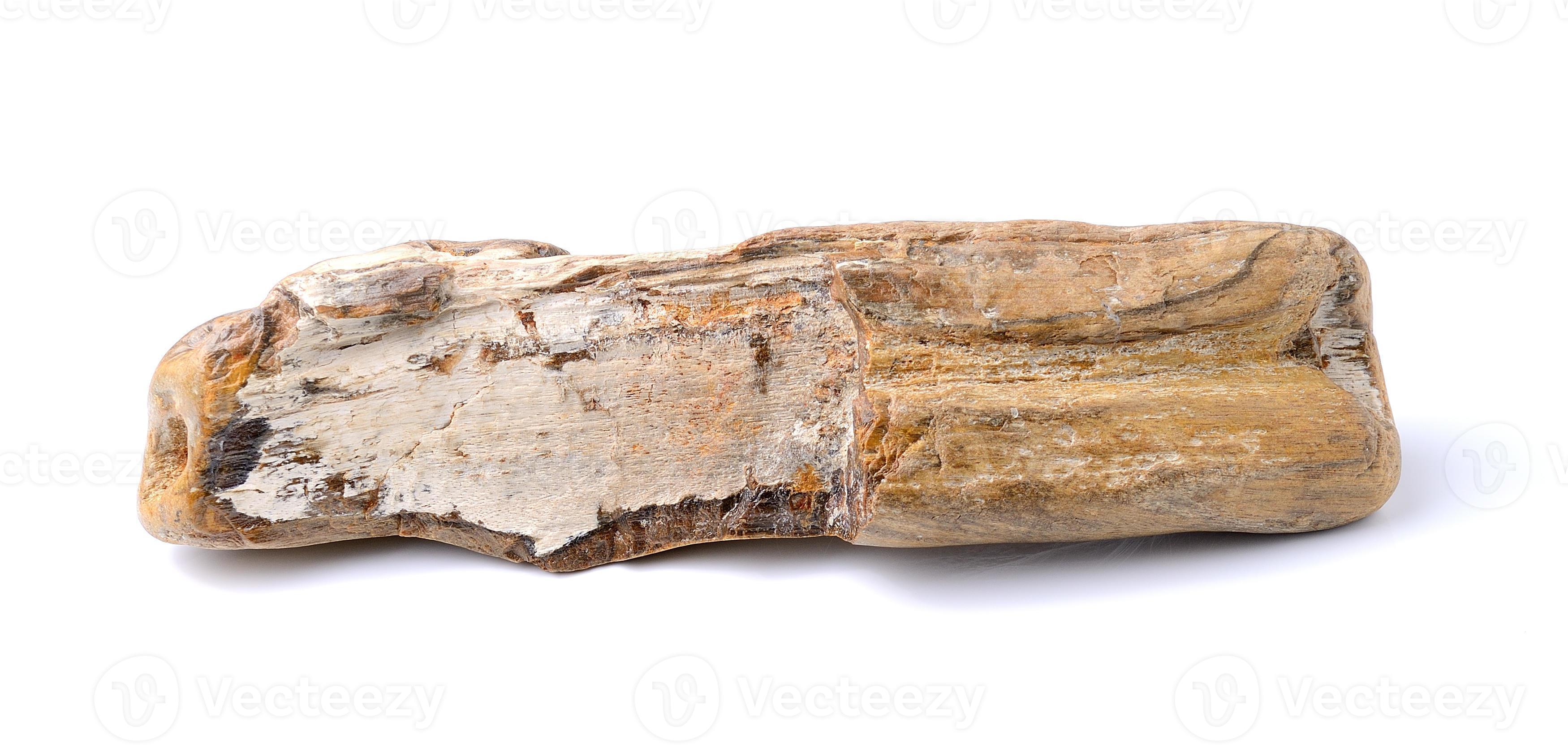 petrified wood, isolated on white background 4155801 Stock Photo at