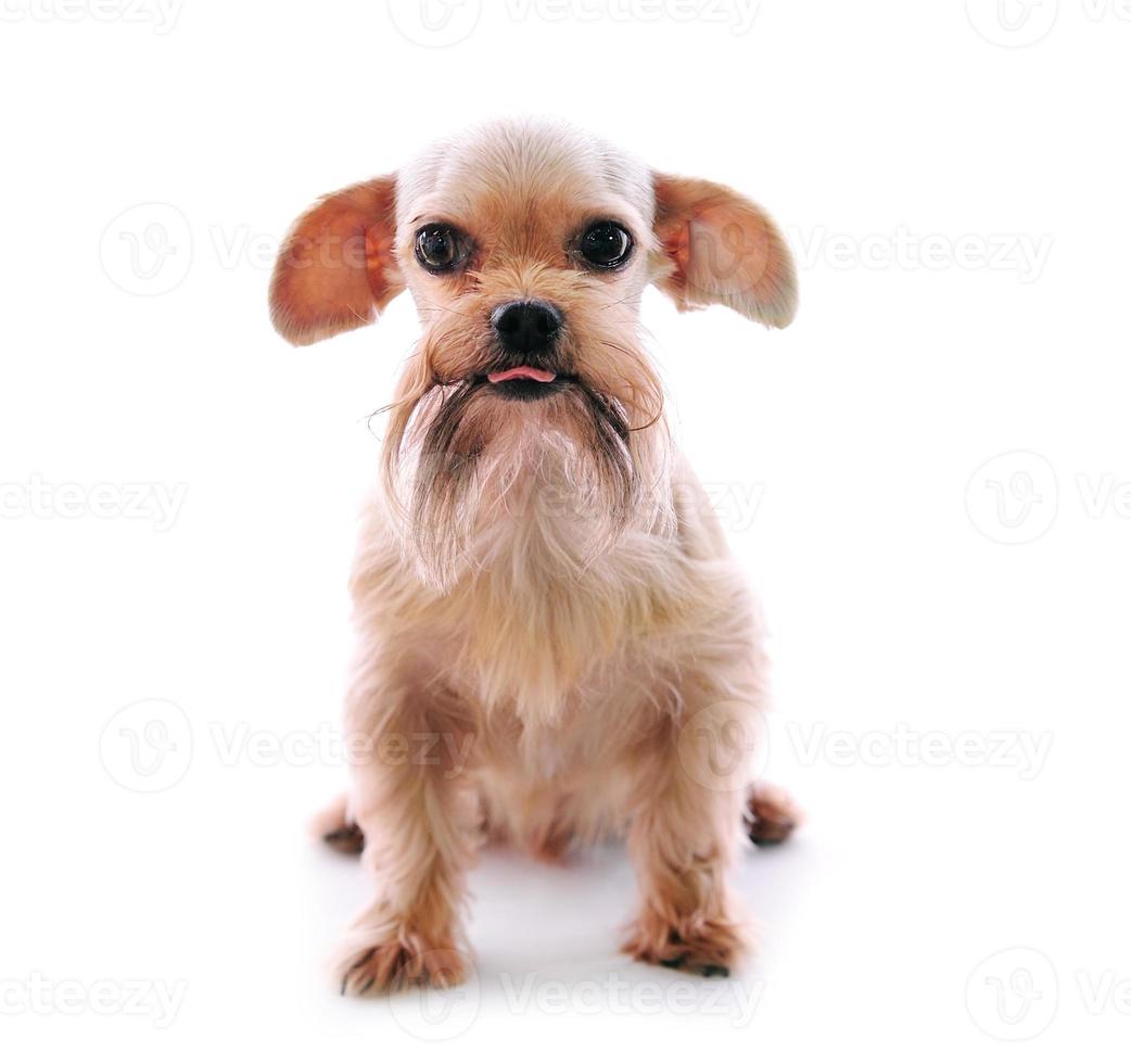 Perro shih tzu en estudio sobre un fondo blanco. foto