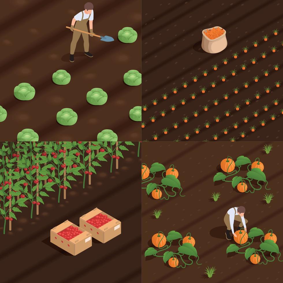 composiciones isométricas de cosecha agrícola. vector