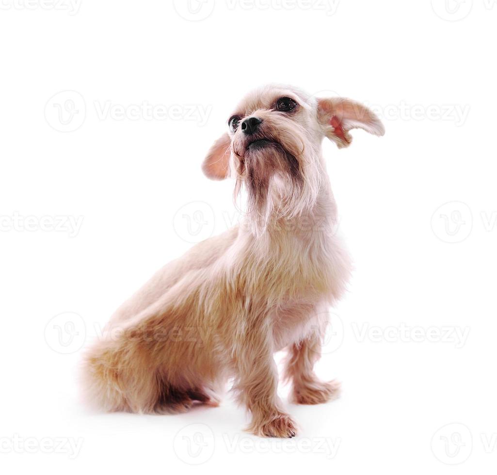 Perro shih tzu en estudio sobre un fondo blanco. foto