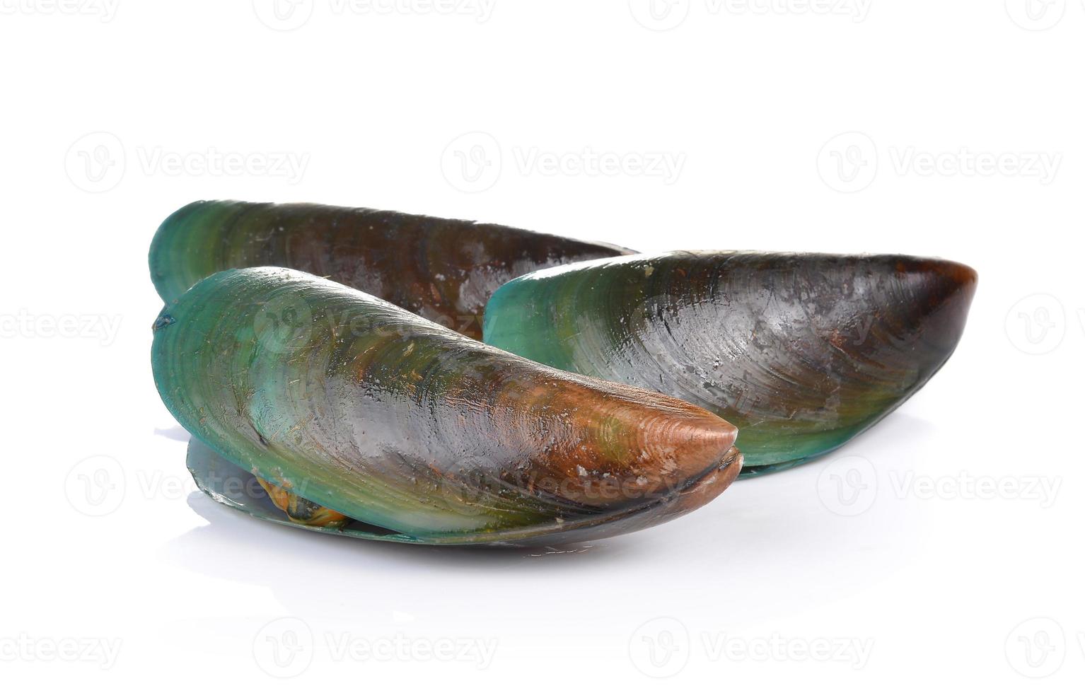 mussel on white background photo