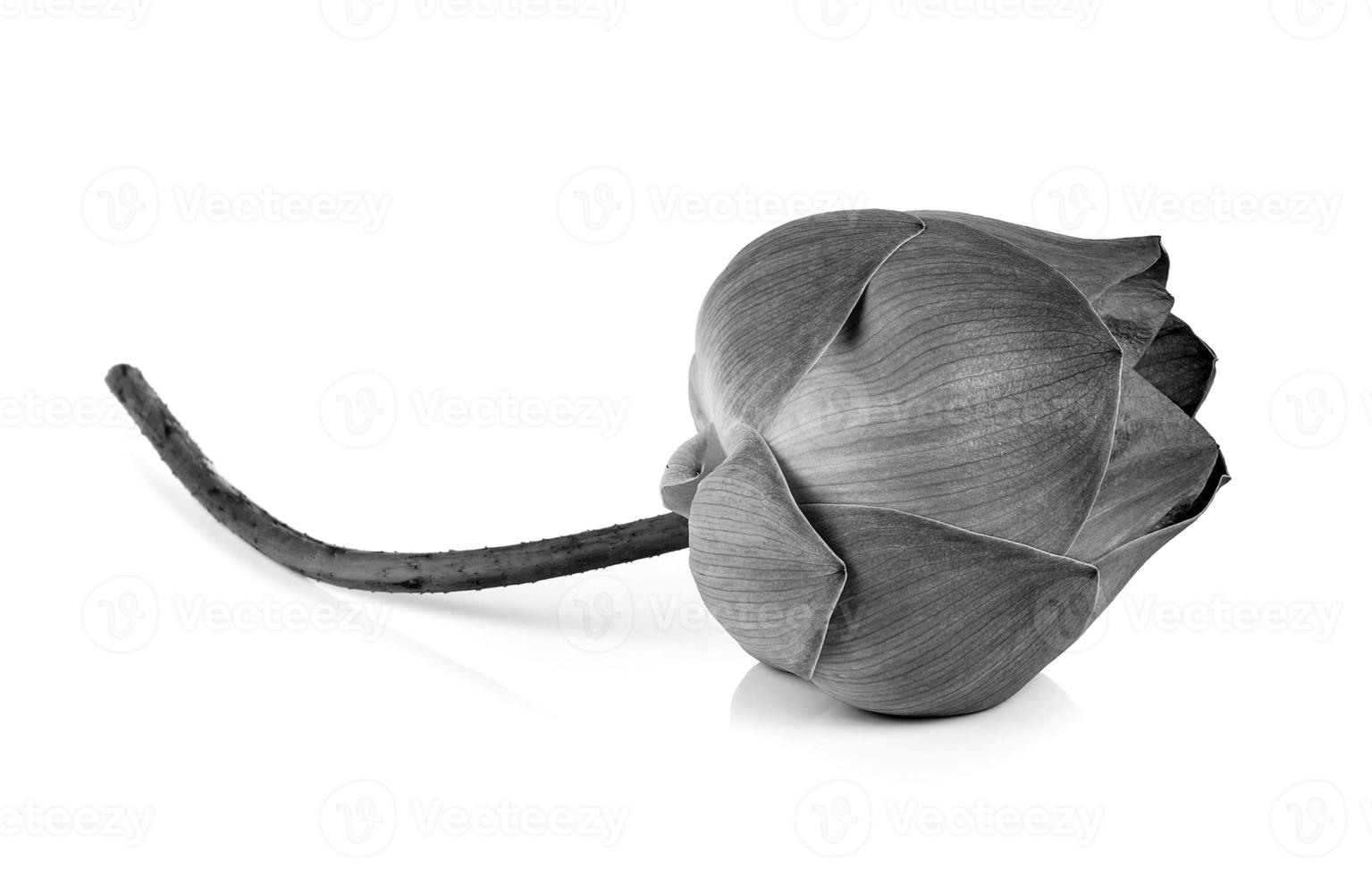 Lotus flower in black and white isolated on white background photo