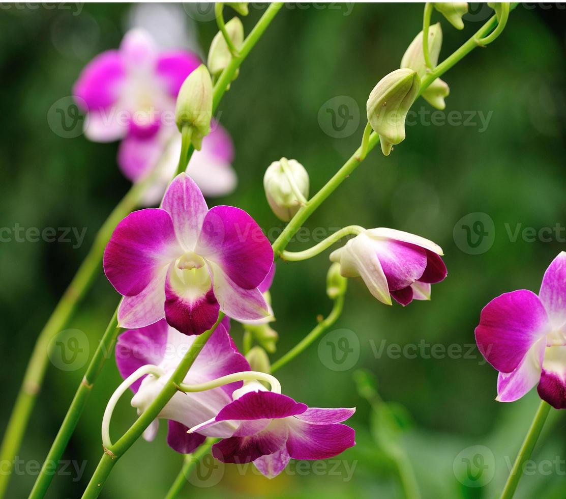 Beautiful purple orchid photo