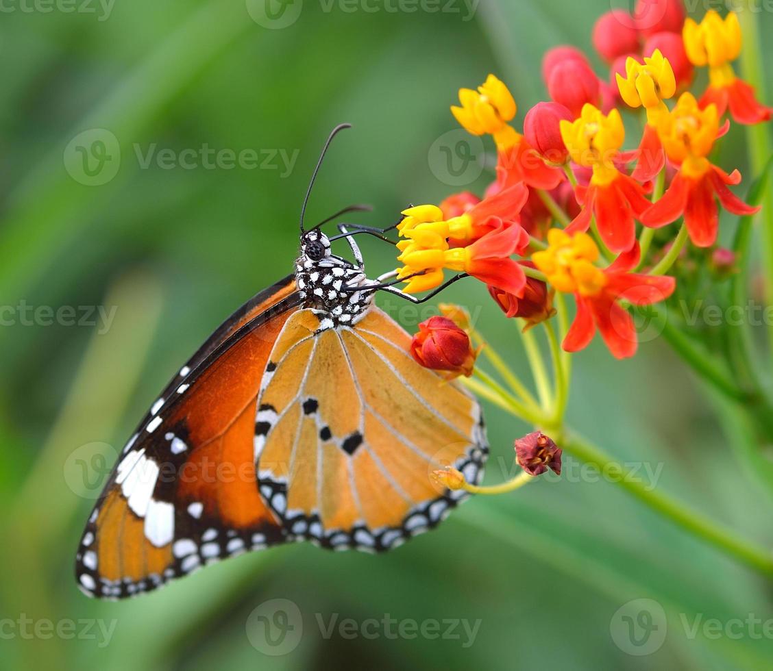 Butterfly on orange flower in the garden photo