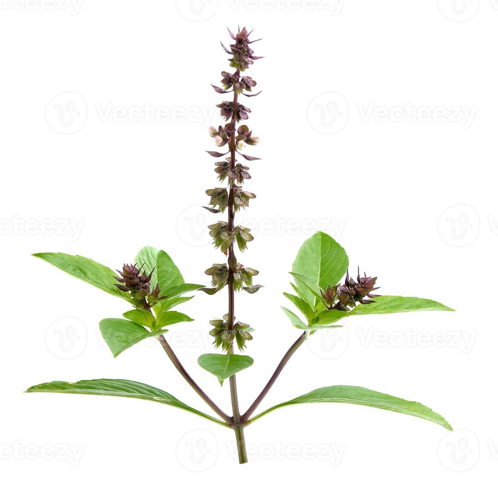 Thai Basil isolated on white background photo