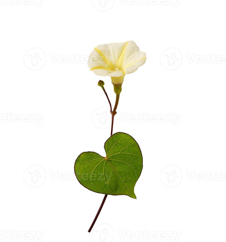 flower isolated on white background photo
