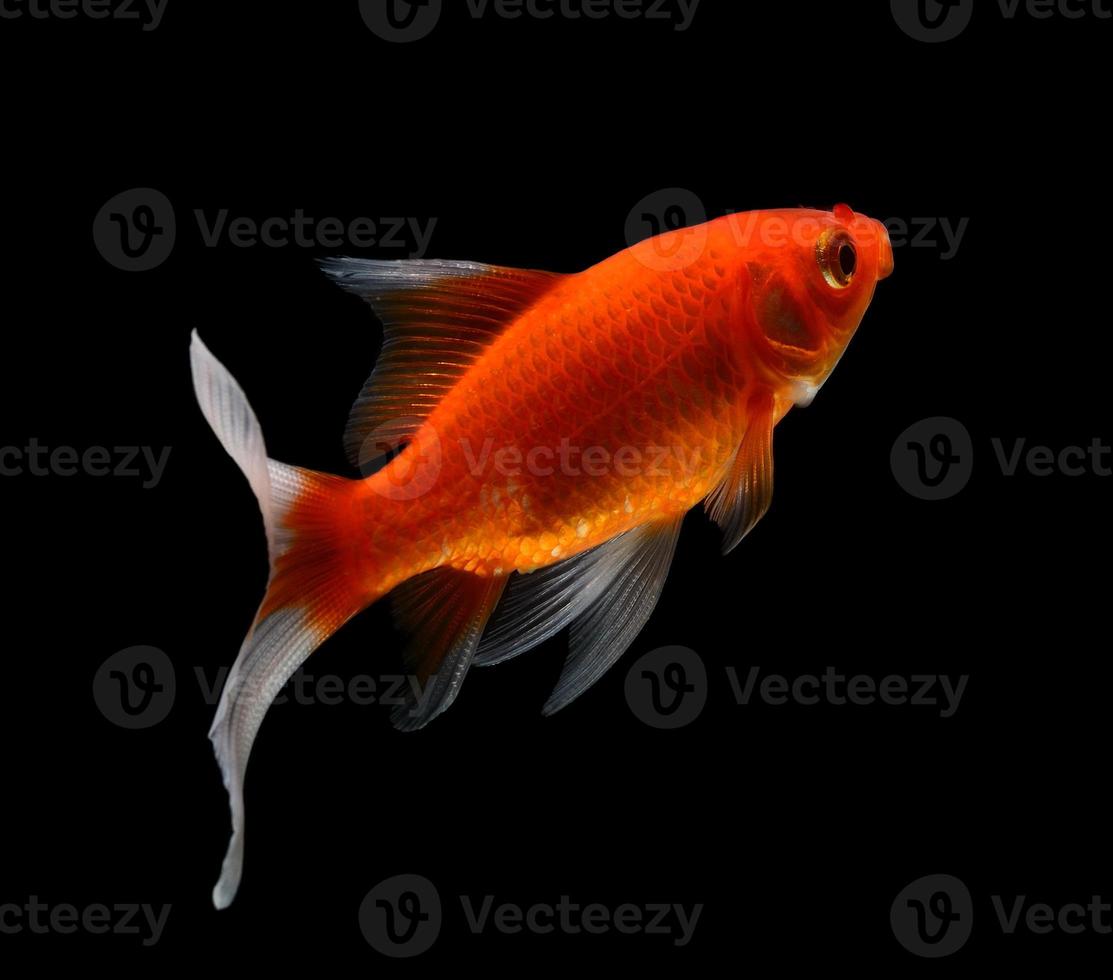 gold fish isolated on black  background photo