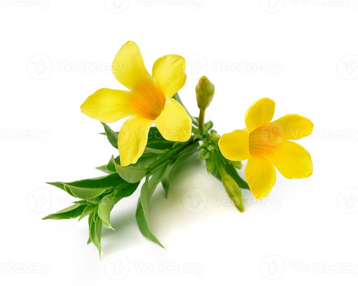 flower isolated on white background photo