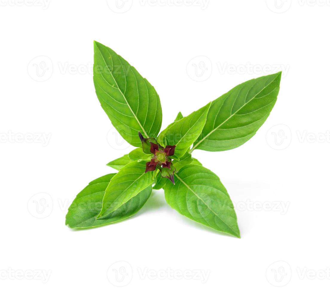 thai basil isolated on white background photo