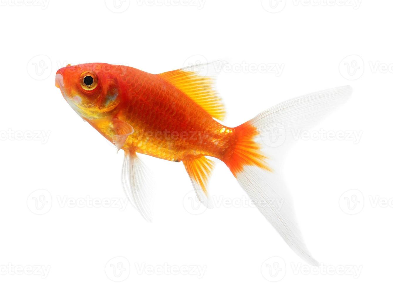 Gold fish Isolation on the white background photo