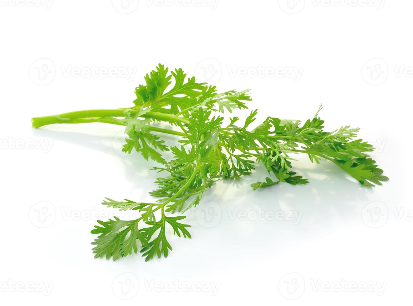 Fresh organic raw coriander leaf isolated on white background. Culinary aromatic herb. photo