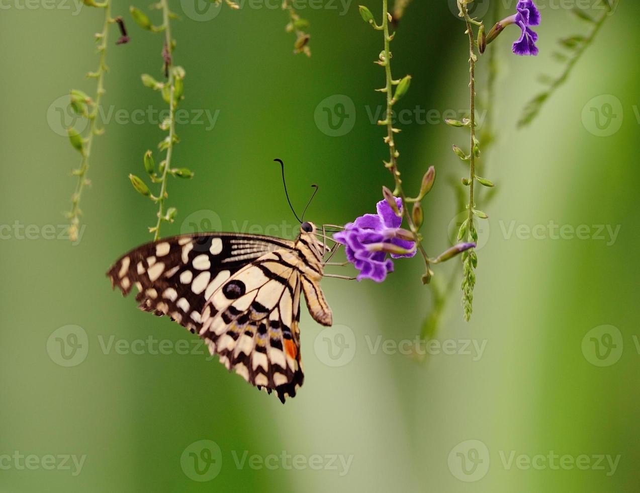 Butterfly on a flower photo