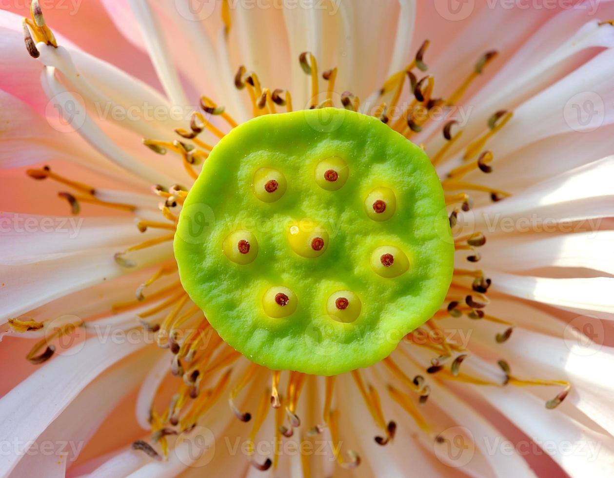 flor de loto de cerca foto