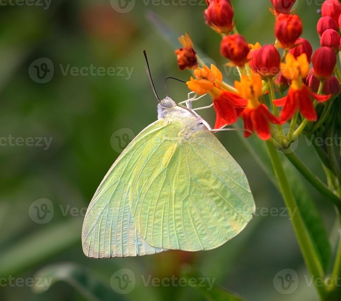 Butterfly on orange flower photo