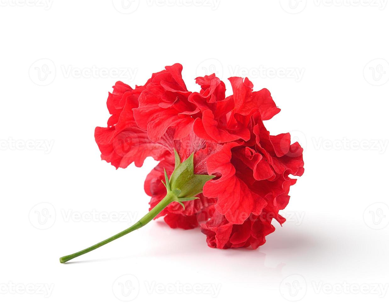 red flowers isolated on white background photo