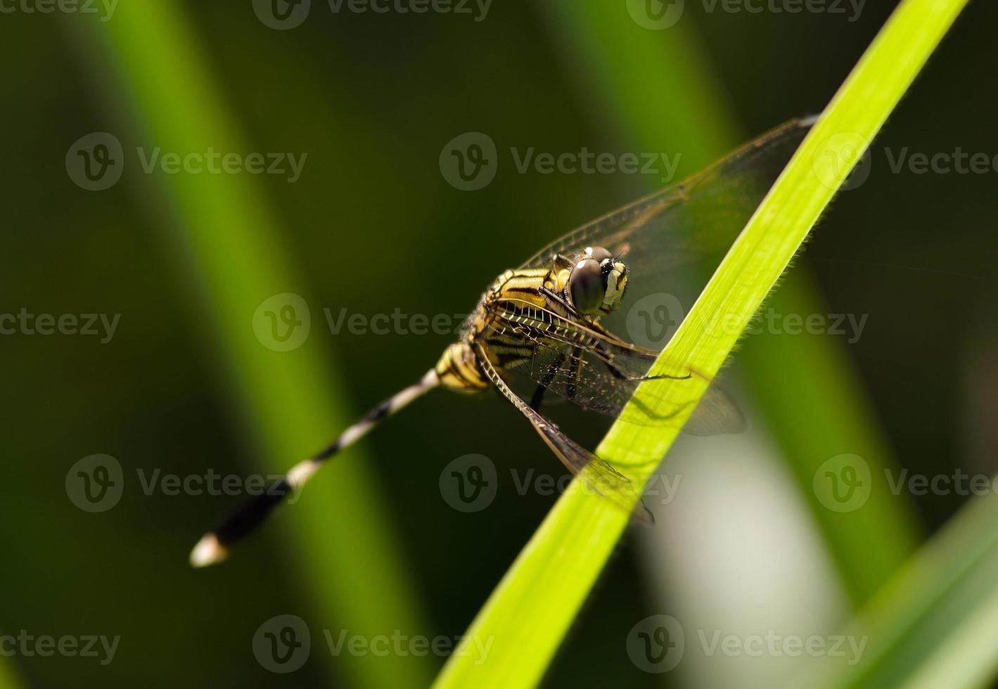 dragonfly sits on a grass on a meadow photo