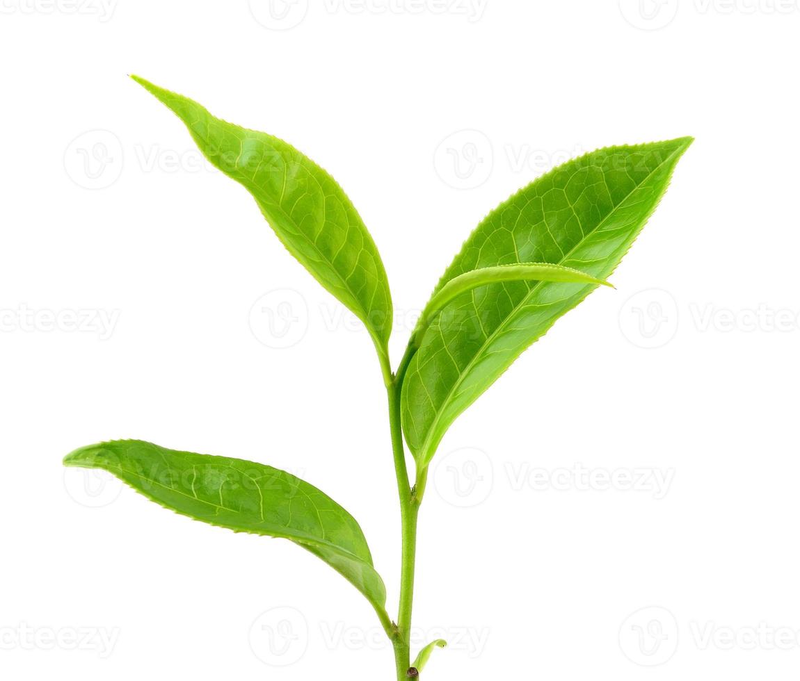 tea leaf isolated on white background photo