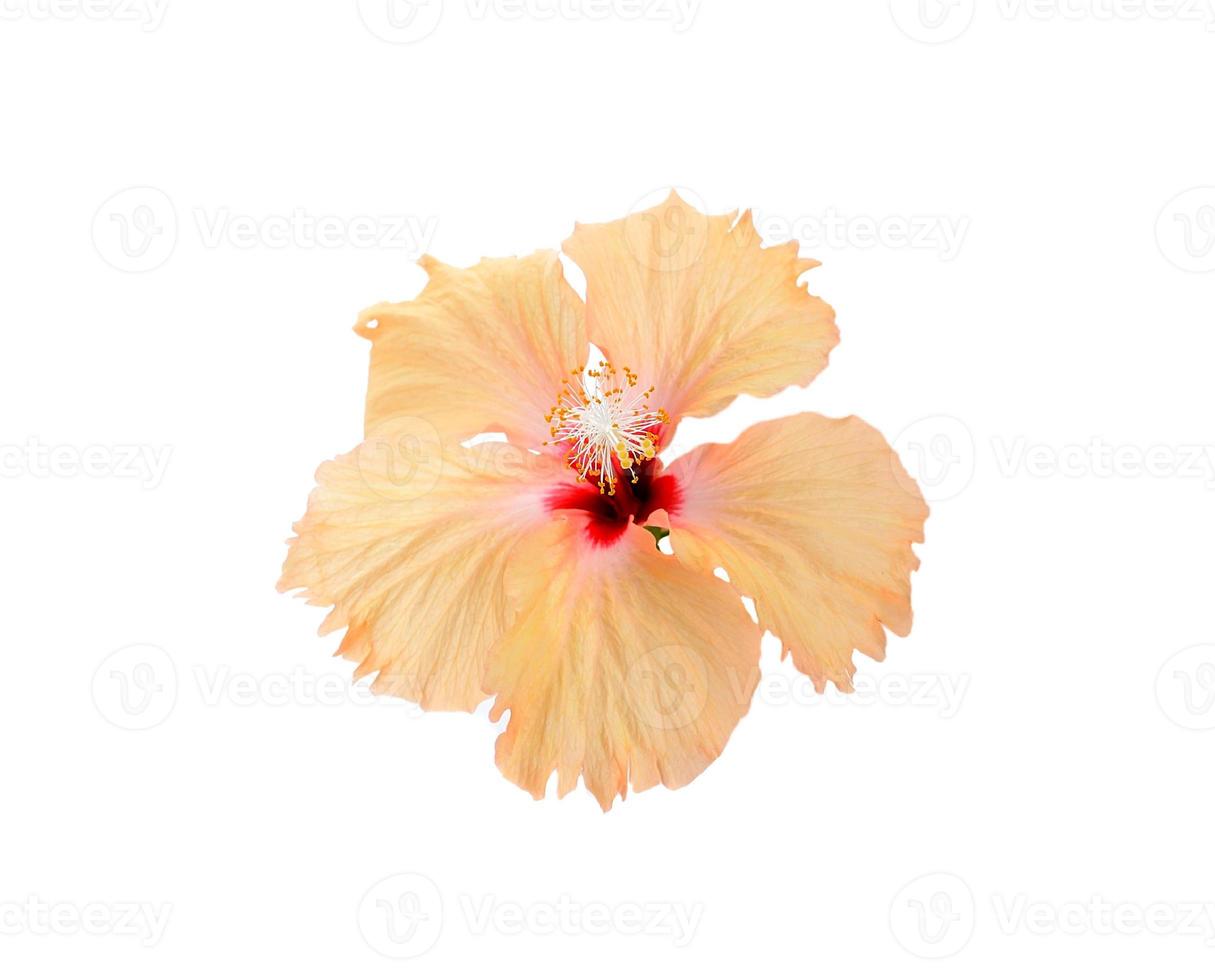 flower isolated on white background photo