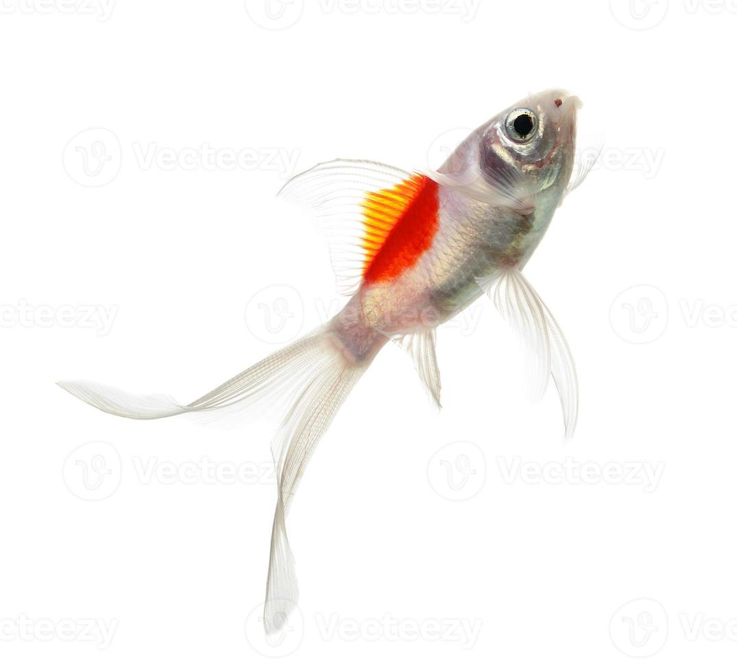 Gold fish Isolation on the white background photo