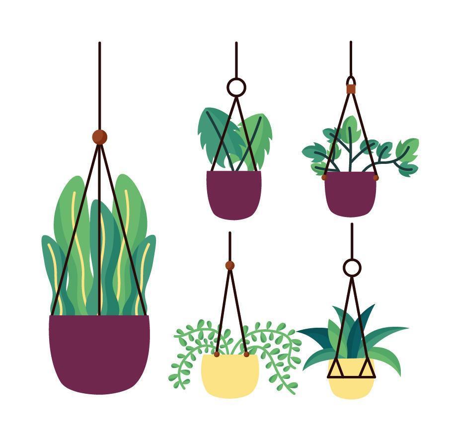 Isolated hanging houseplants inside pots vector design