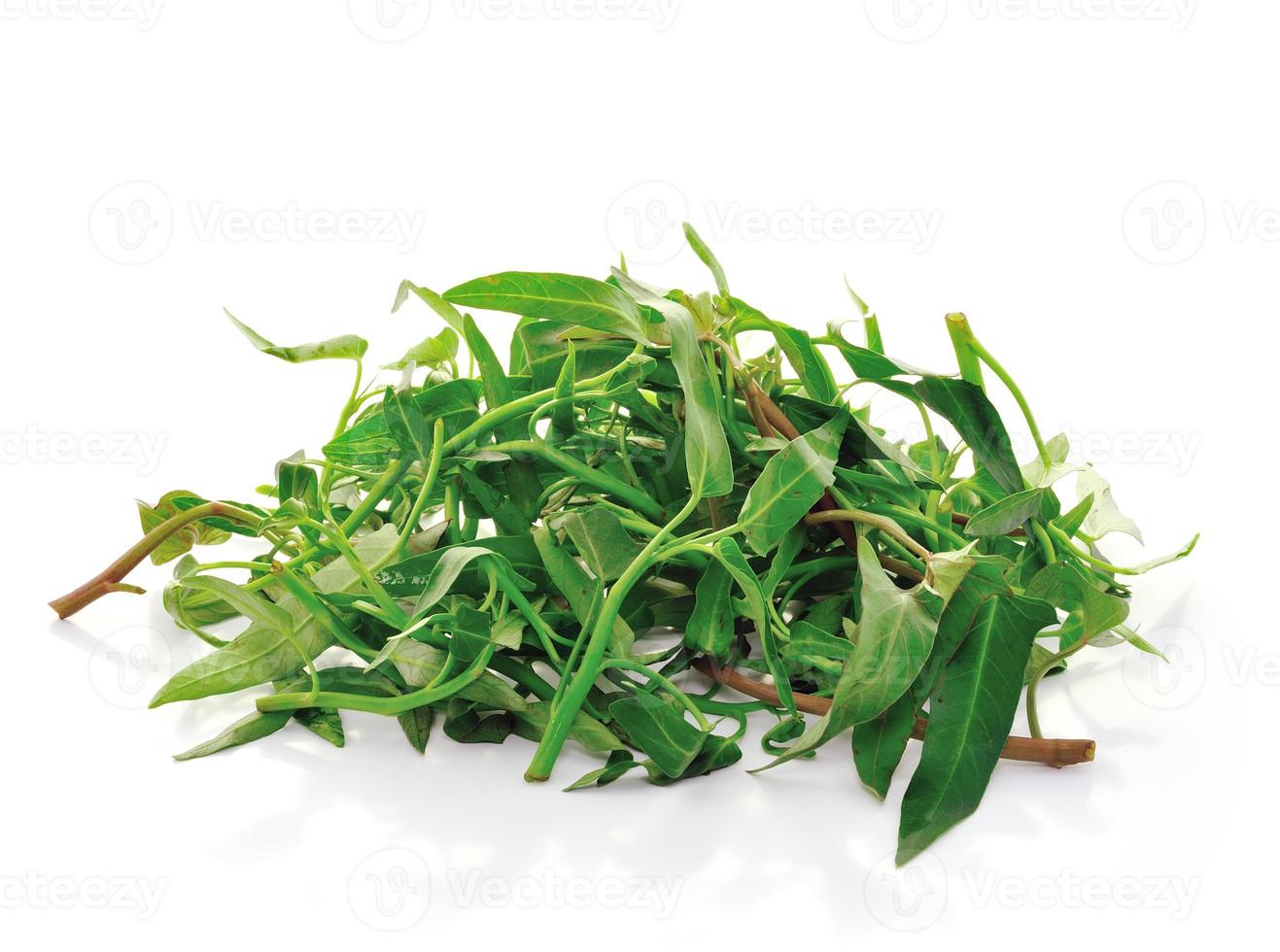 Water spinach isolated on white background photo