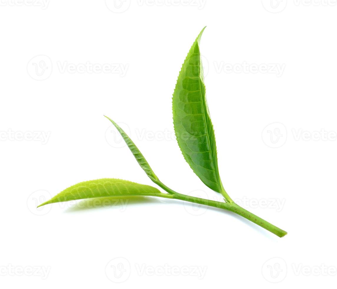 tea leaf isolated on white background photo