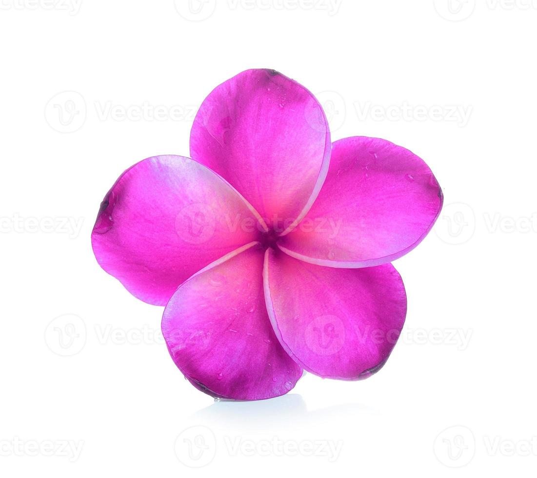 Frangipani flower isolated on white background photo