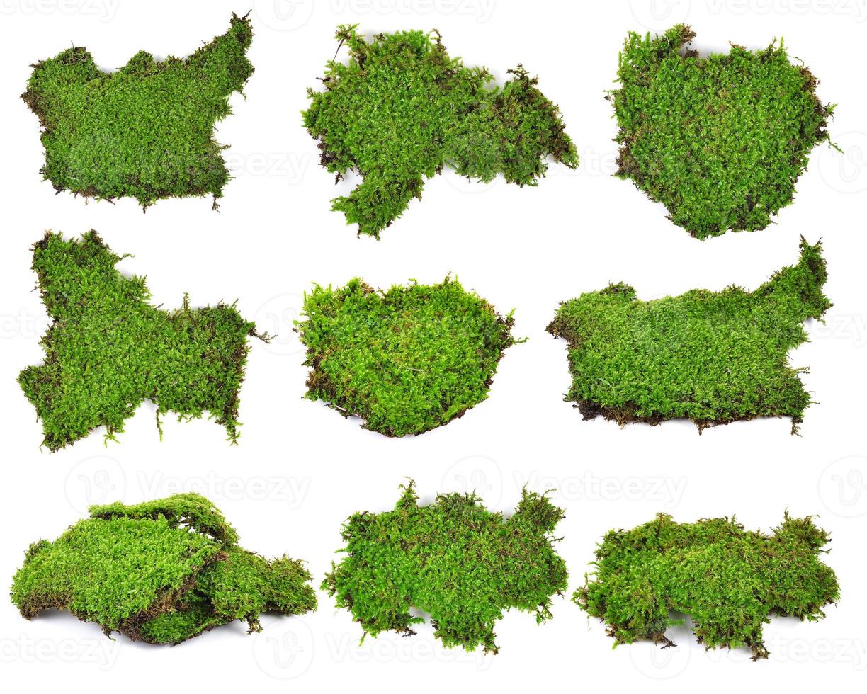 moss isolated on white bakground photo