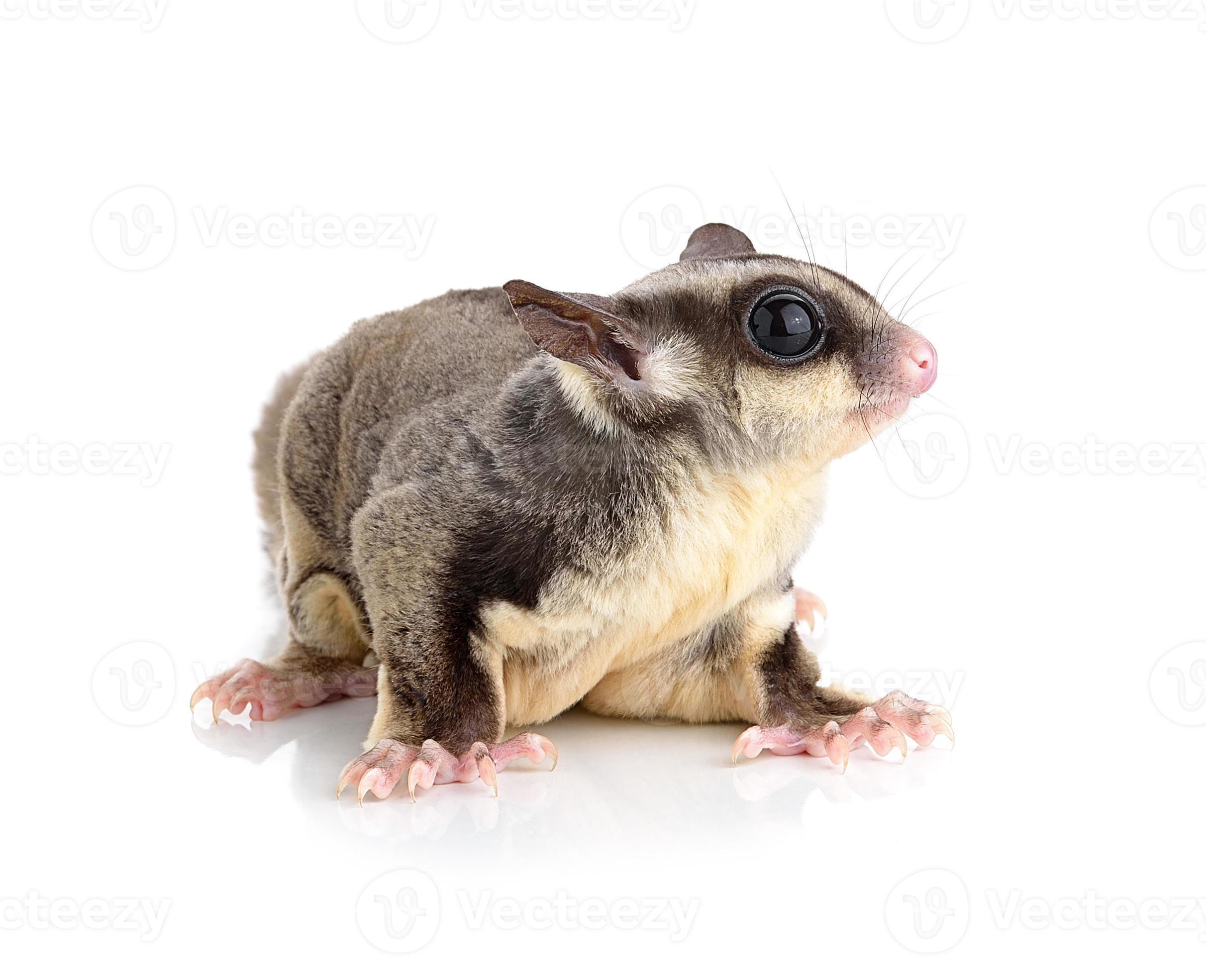 Sugar Glider on white background 4161494 Stock Photo at Vecteezy