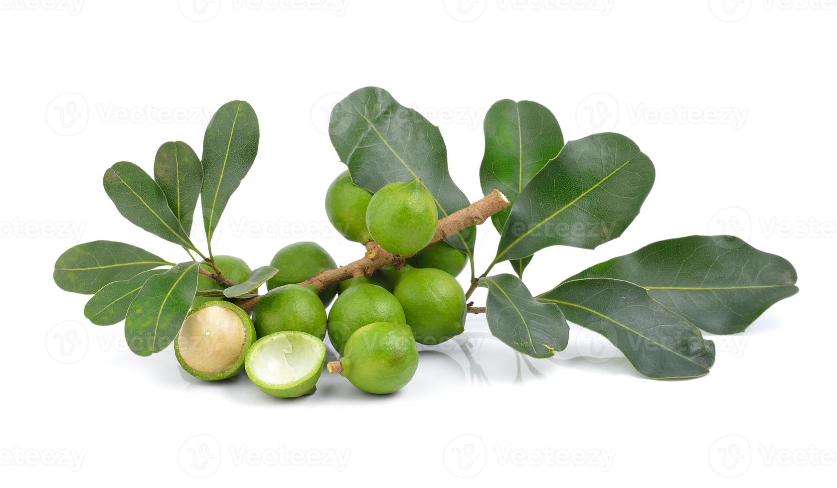 fresh macadamia nut on white background photo