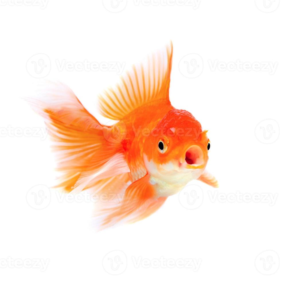 Gold fish Isolation on the white background photo