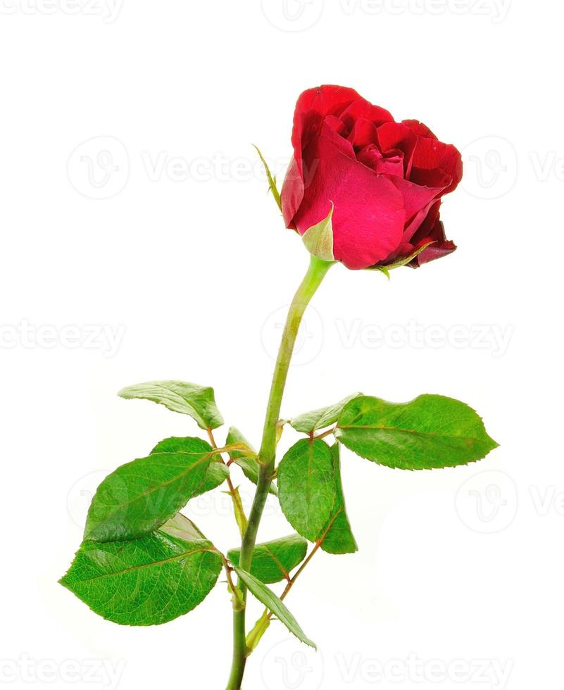 Red roses isolated on white photo