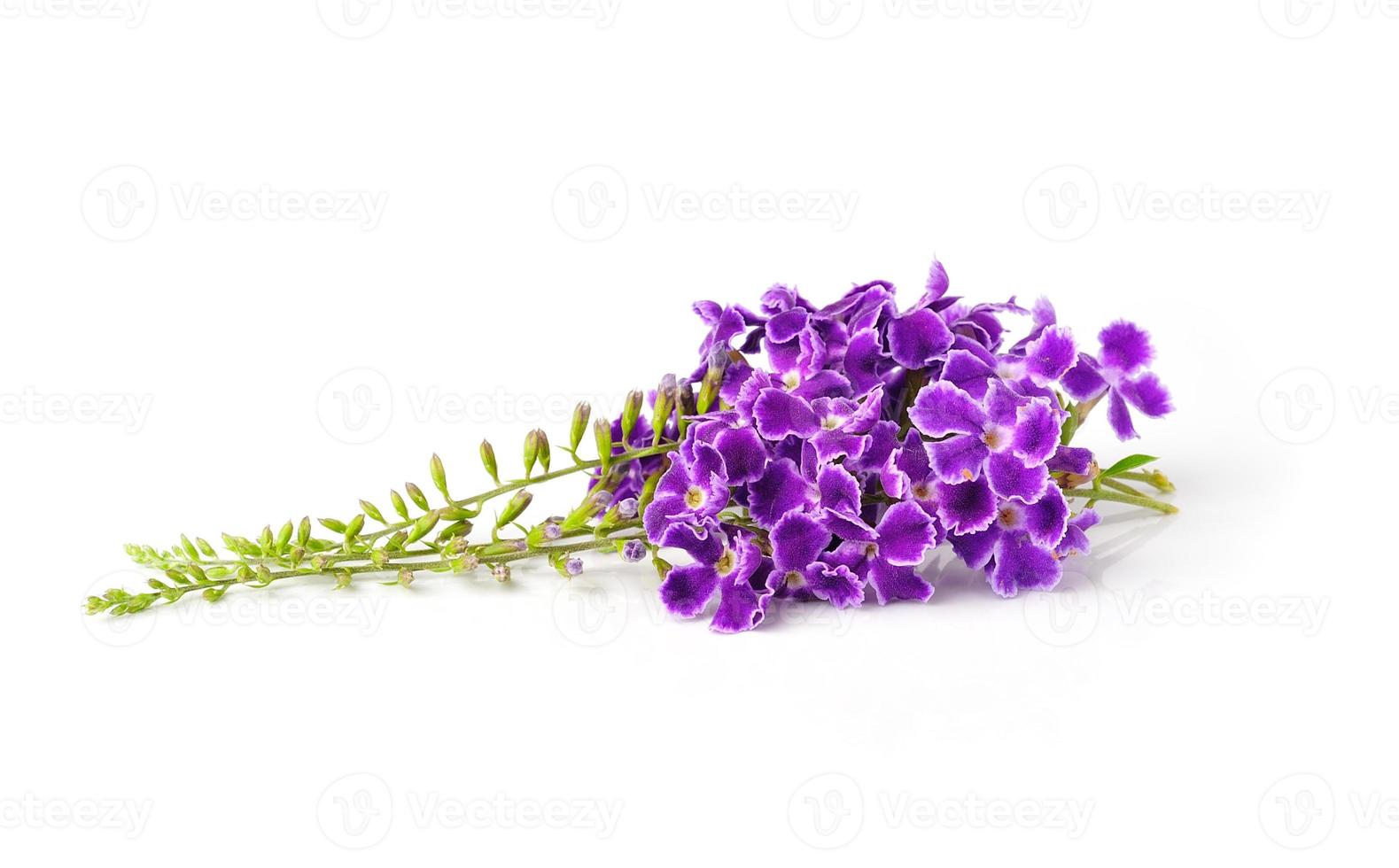 flores violetas, aisladas sobre fondo blanco foto