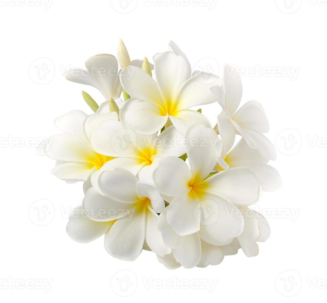 Flor de frangipani aislado en blanco sobre fondo blanco. foto